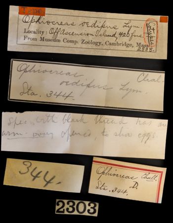 Media type: image;   Invertebrate Zoology OPH-2838 Description: Original handwritten specimen labels;  Aspect: labels